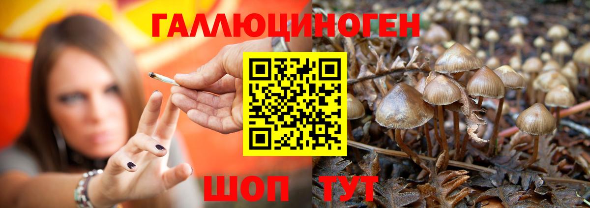Псилоцибиновые грибы Psilocybine cubensis Кызыл